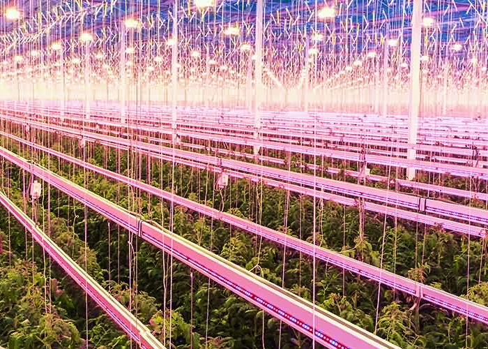межрядная и ценозная досветка